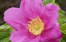 rose-flower-6
